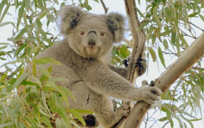 Estarão os coalas à beira da extinção?