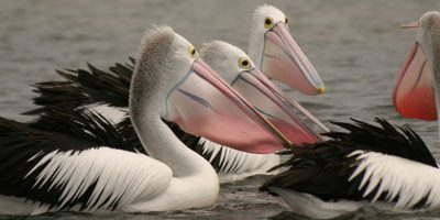 Pelicanos, Nómadas da Austrália