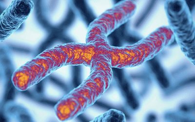 Encurtamento de telómeros: O padrão universal que explica a longevidade