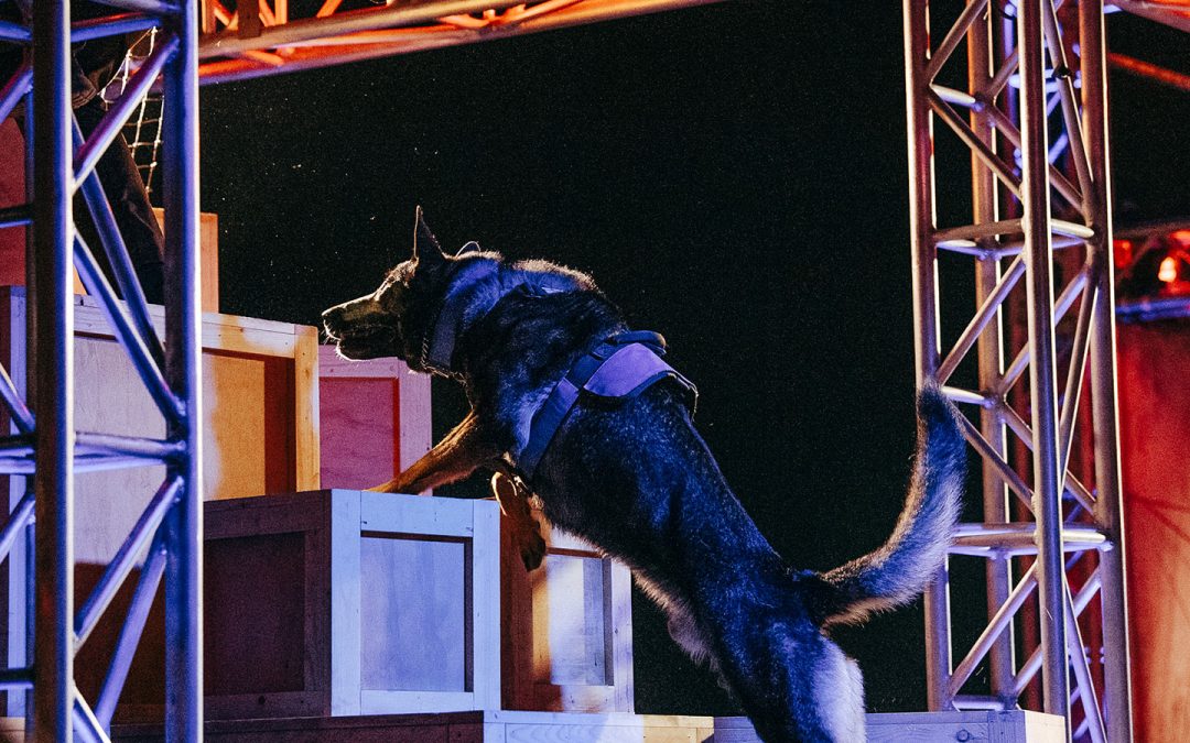 Top Dog marzo 2020