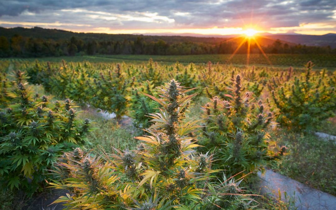 Reis da Cannabis – Novos Episódios