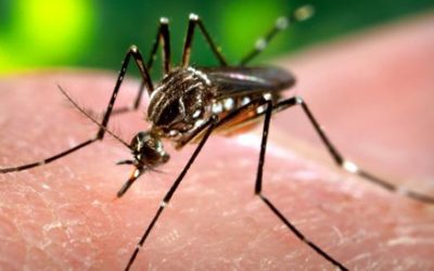 A ameaça do vírus Zika