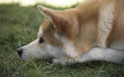 Os melhores filmes com protagonistas de quatro patas para celebrar o Dia do Cão