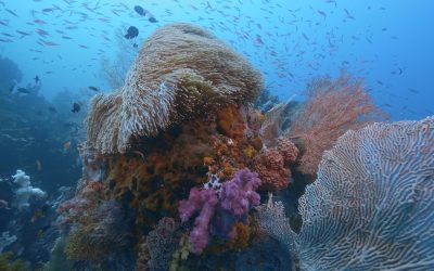 Triângulo de Coral, o pulmão escondido do planeta