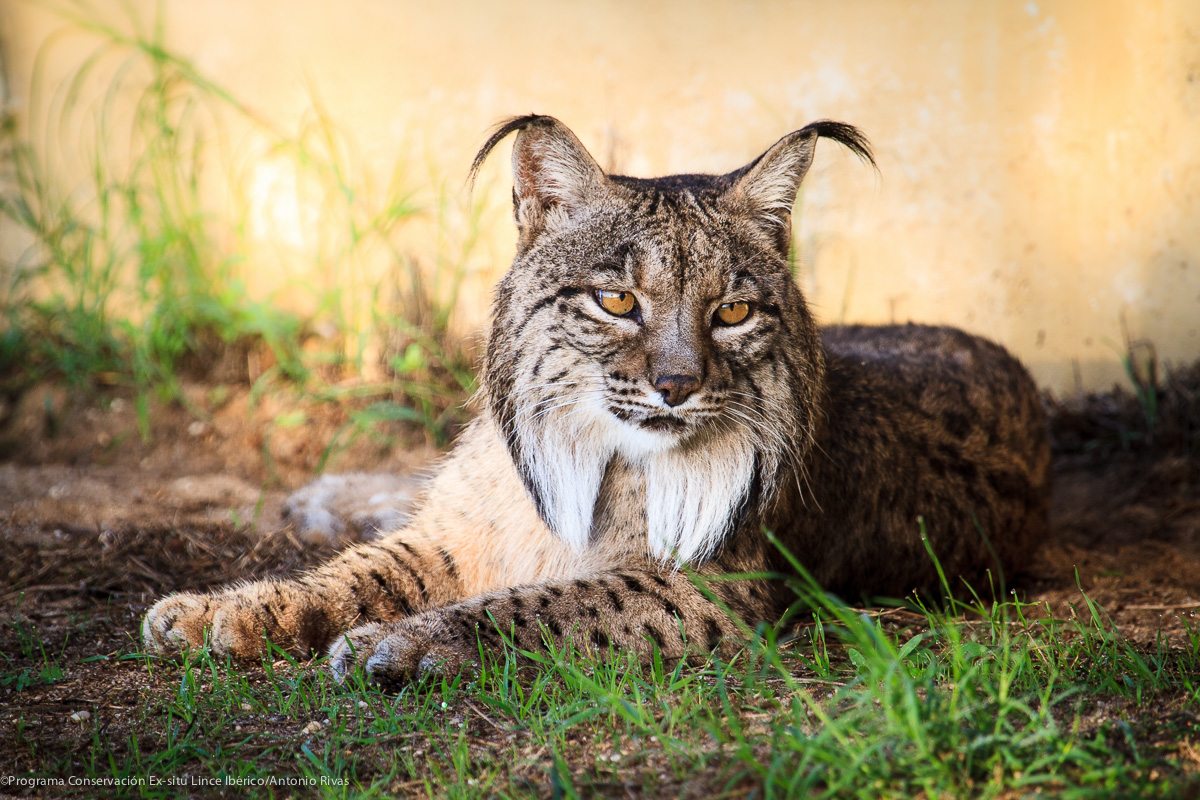 Os Filhos de Saliega O Regresso do Lince Ibérico