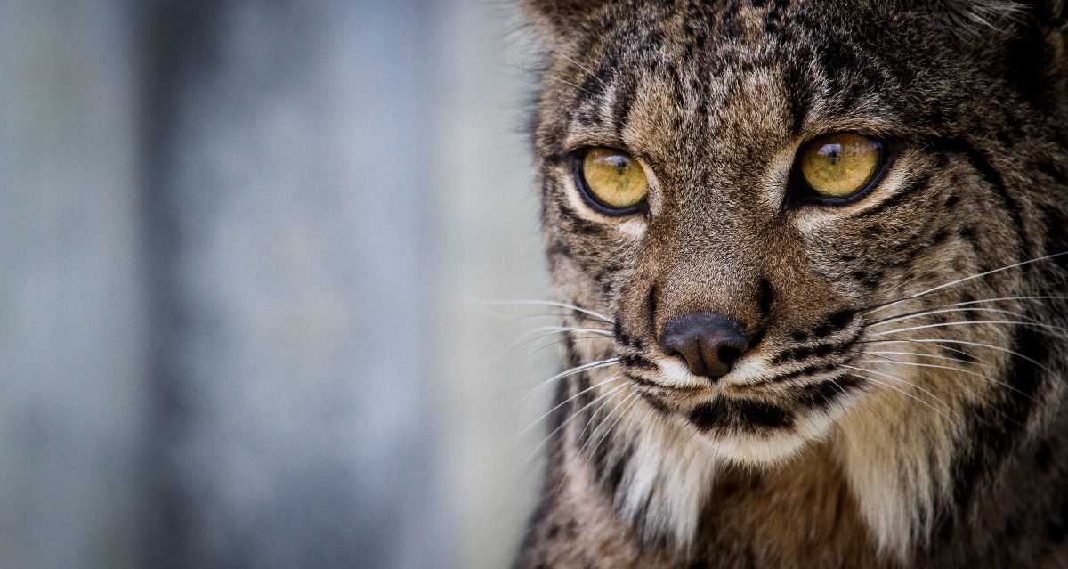 Os Filhos de Saliega O Regresso do Lince Ibérico