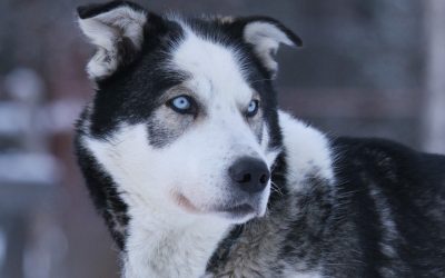 Dos Sámi aos Inuítes, esta é a verdadeira Vida Abaixo de Zero