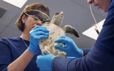 Odisseia celebra o Dia Mundial do Animal de Laboratório