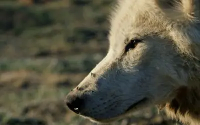 Animais Assassinos​: As criaturas mais vorazes do mundo selvagem