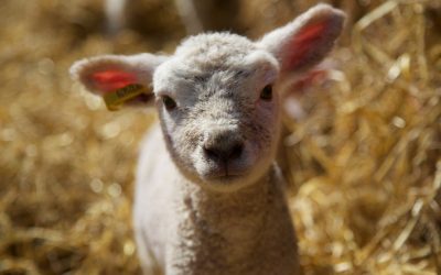 A Vida Secreta dos Animais da Quinta: Os animais mais perigosos da tua quinta