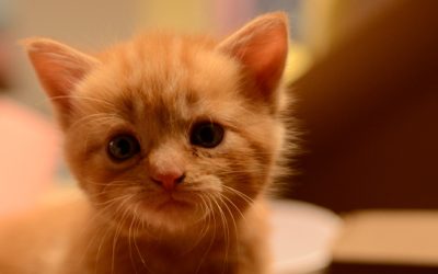 Como Cão e Gato, a origem de um mito