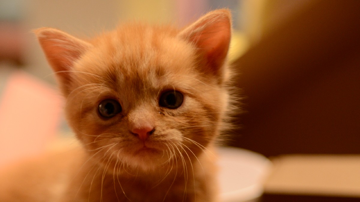 Como Cão e Gato A Vida Secreta dos Gatos