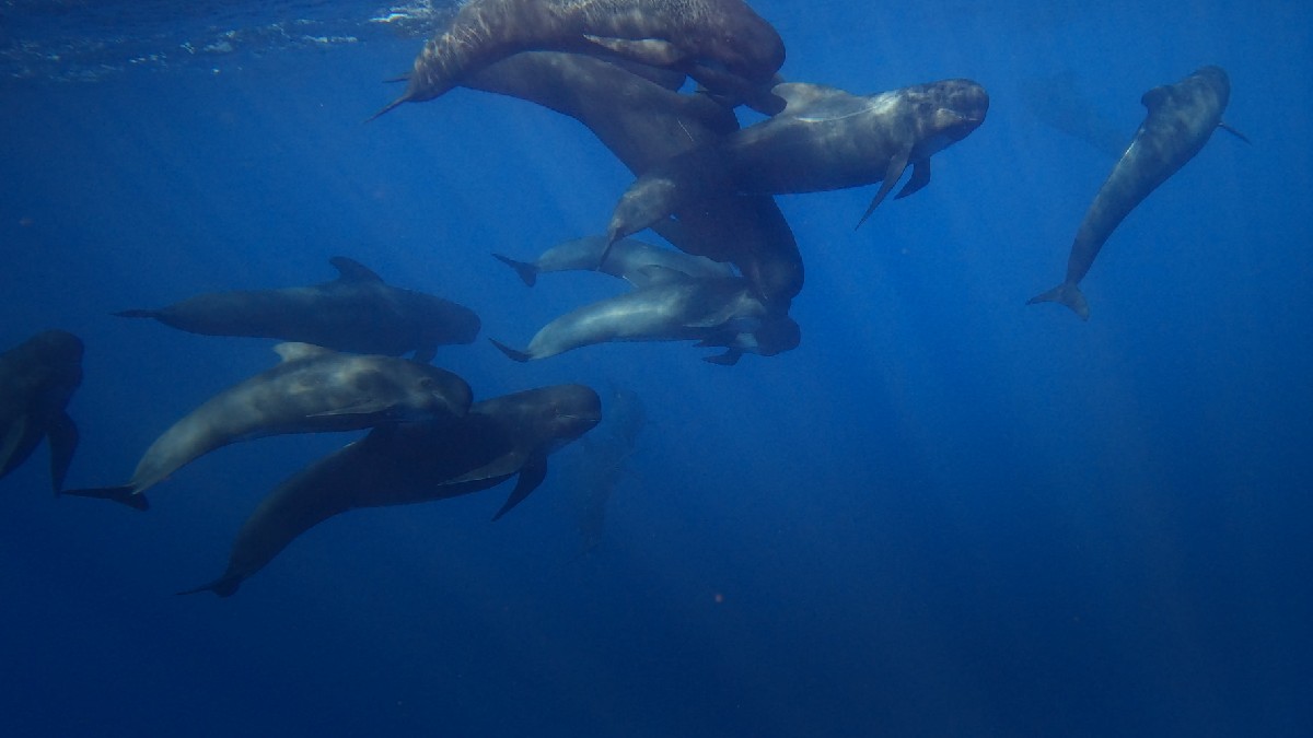 Estreitos, Entre a Terra e o Mar Estreito de Gibraltar