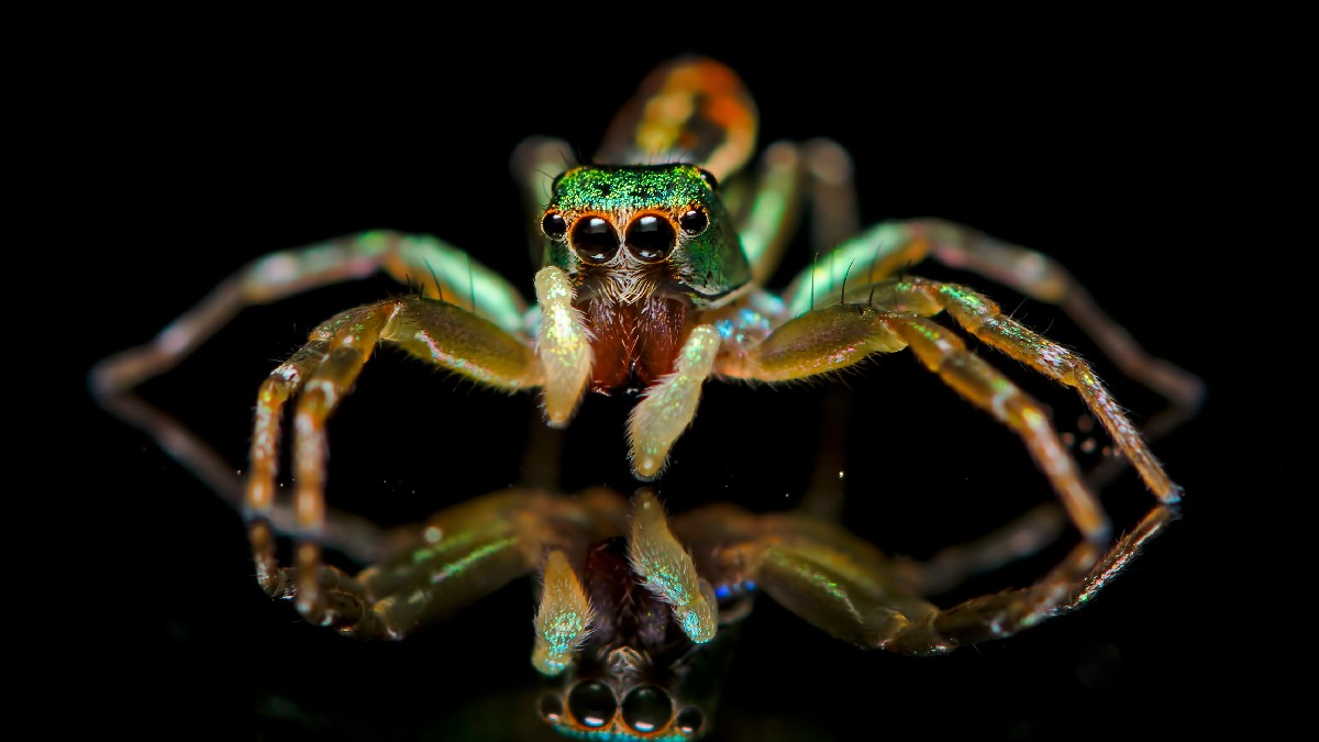Fluorescência Superpoder Animal