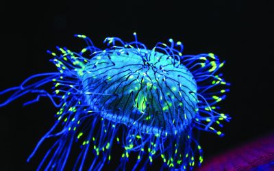 Fluorescência: o brilho escondido do reino animal