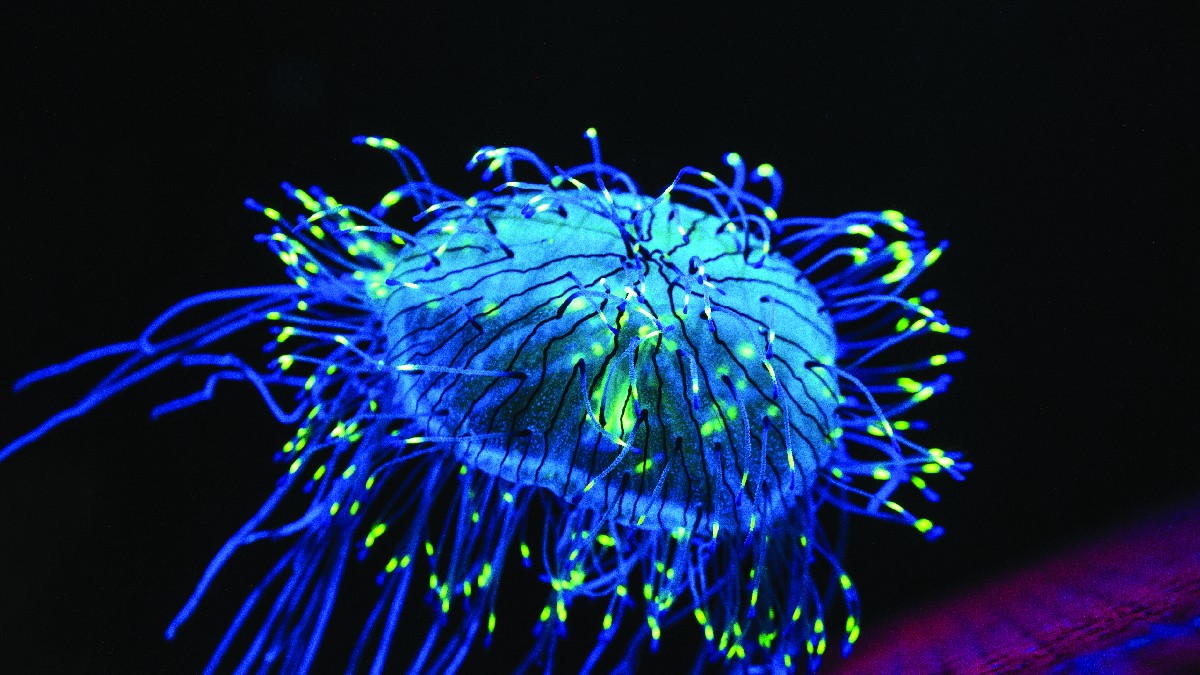 Fluorescência Superpoder Animal