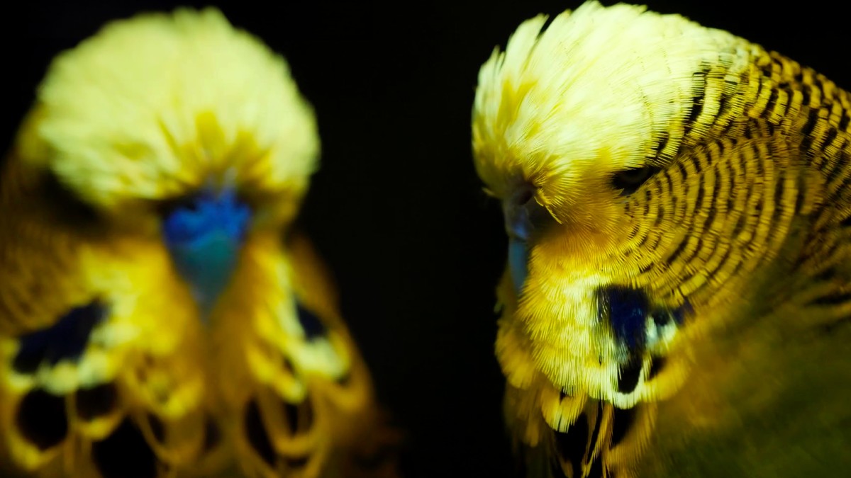 Fluorescência Superpoder Animal