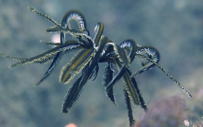 Estranhas Criaturas do Oceano: Um mundo de cor e exotismo