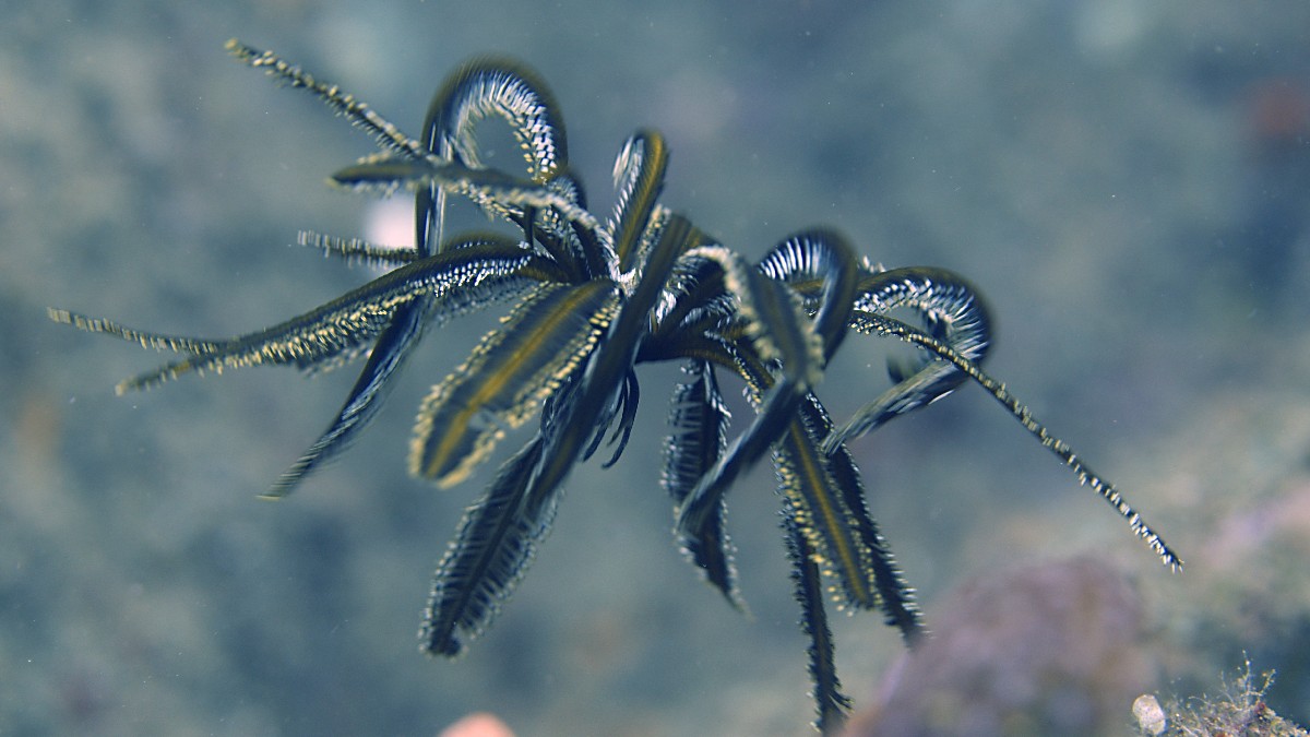 Estranhas Criaturas do Oceano