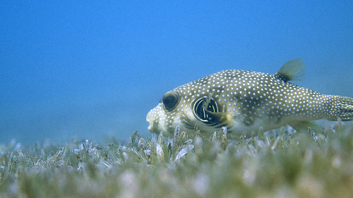 Estranhas Criaturas do Oceano
