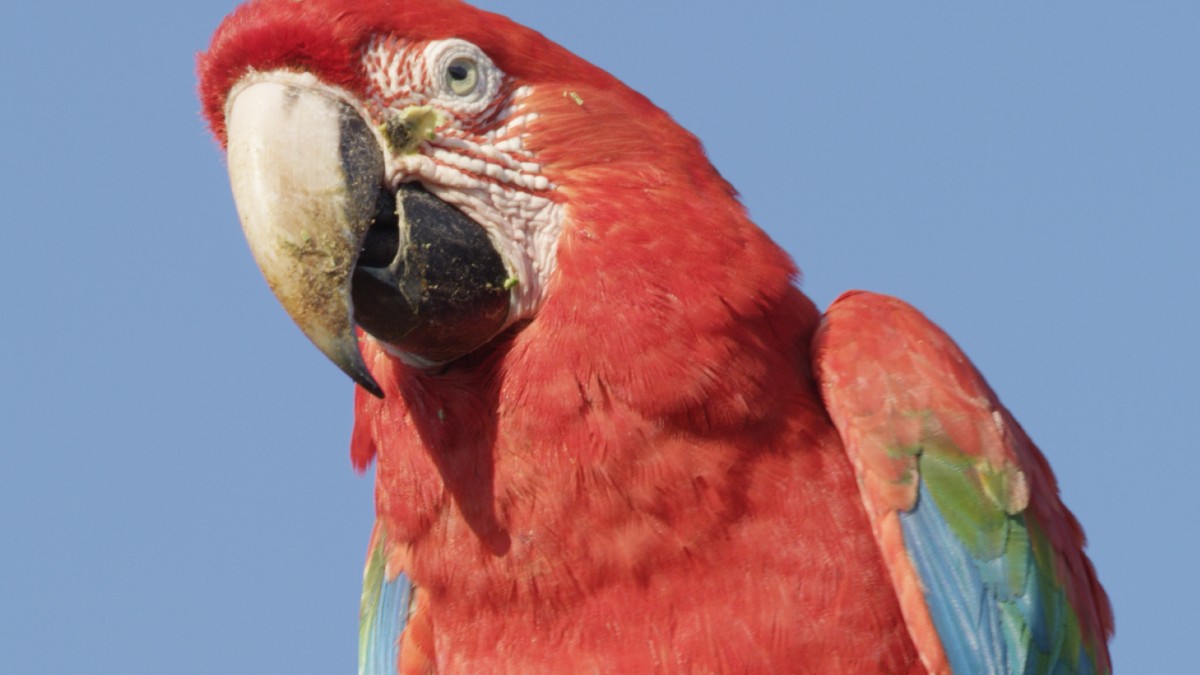 Brasil Indomado Odisseia