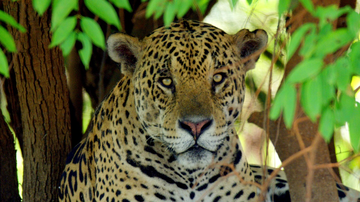 Brasil Indomado Odisseia