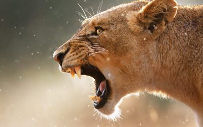 Predador vs Presa: As feras reais que tornam a natureza um campo de batalha