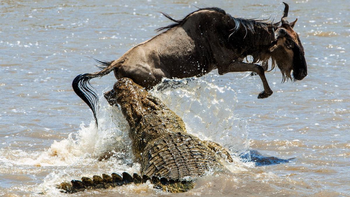 Predador vs Presa