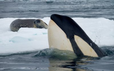 Dia Mundial dos Oceanos: Os segredos das profundezas que ainda desconhecemos