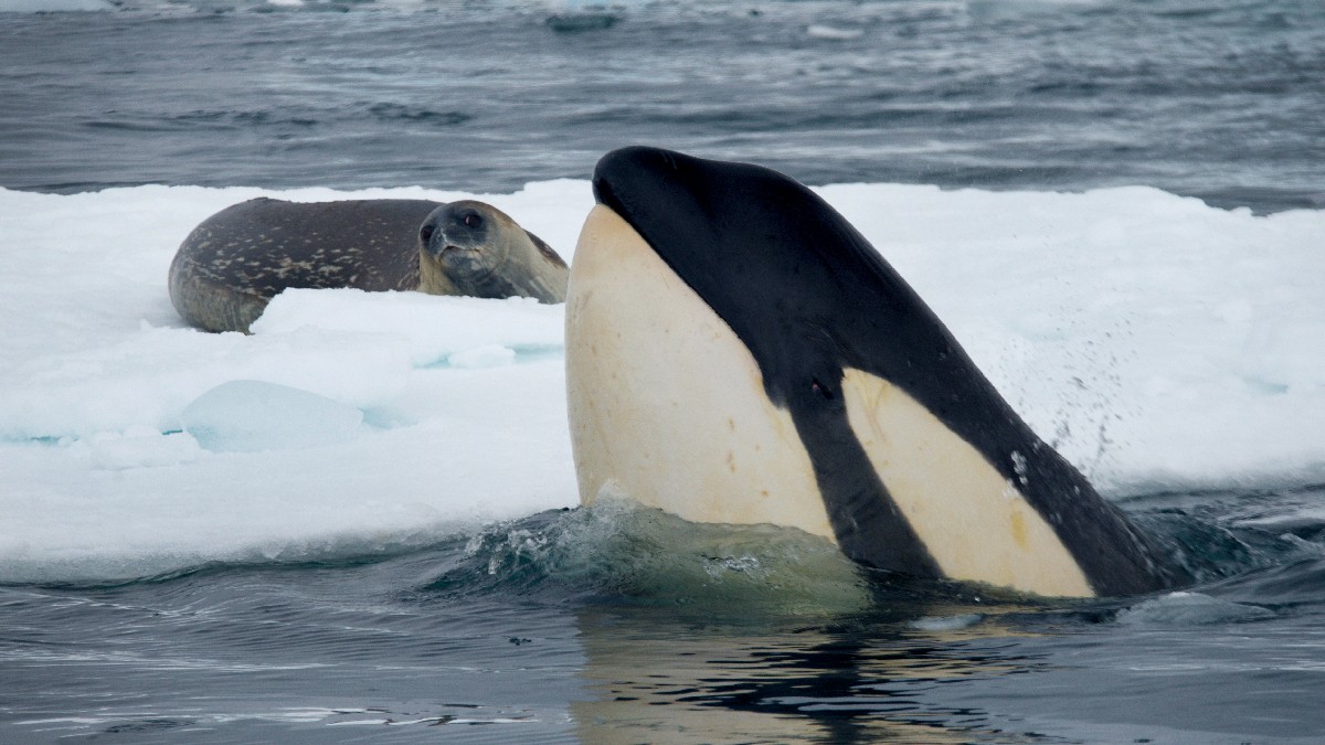 Dia Mundial dos Oceanos Expedição às Orcas