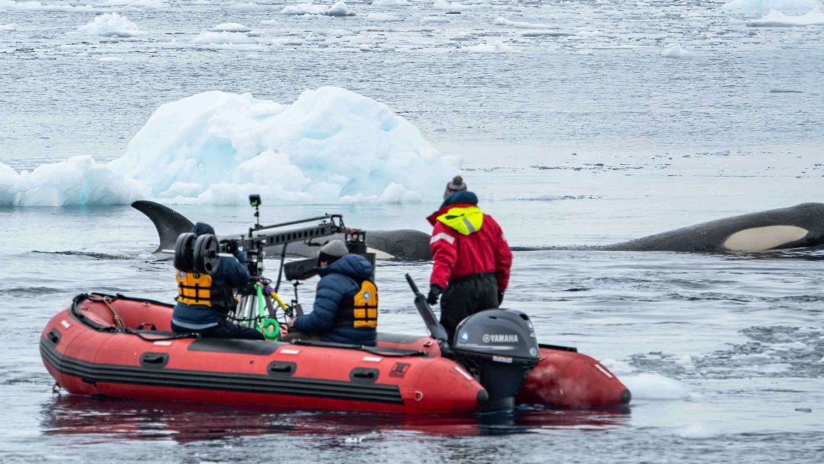 Expedição às Orcas Dia Mundial dos Oceanos