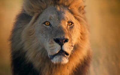 Grandes Felinos 24/7: os predadores mais fascinantes do mundo selvagem chegam ao ODISSEIA