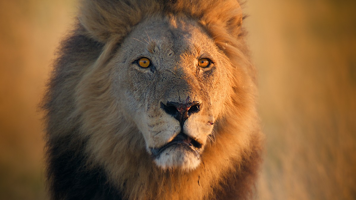 Grandes Felinos 2/7