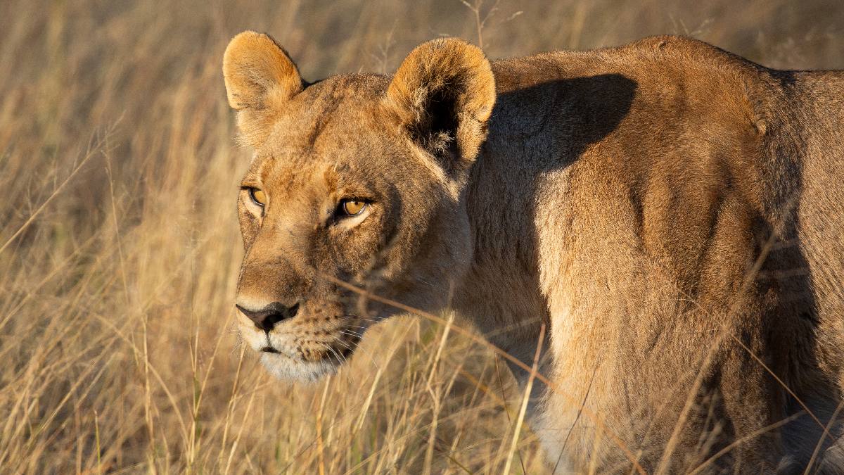 Grandes Felinos 2/7