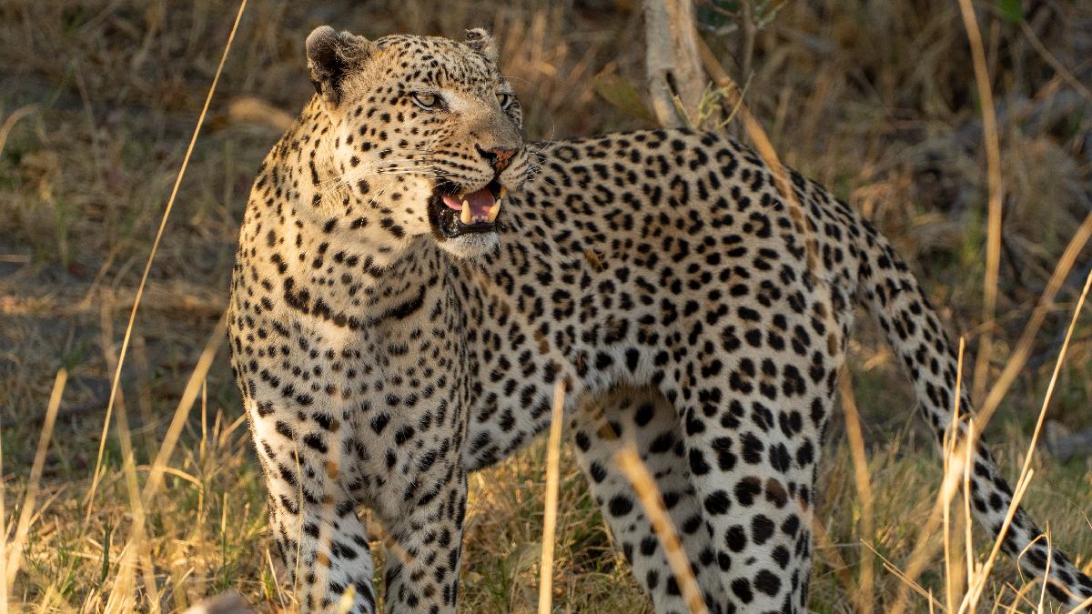 Grandes Felinos 2/7