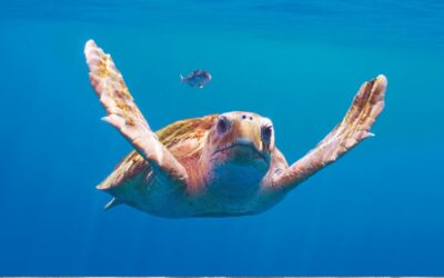 Planeta Terra III estreia novos episódios com David Attenborough no ODISSEIA
